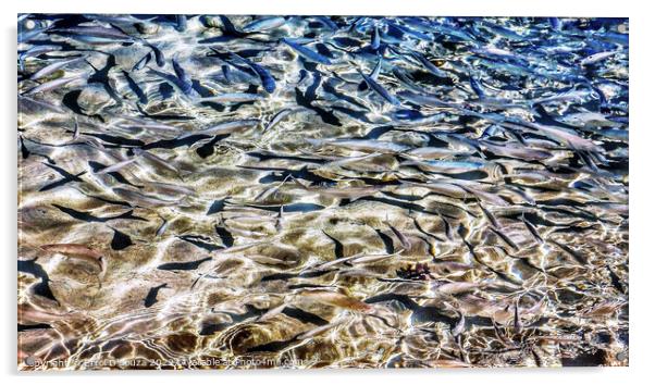 Shimmering Fish Acrylic by Errol D'Souza