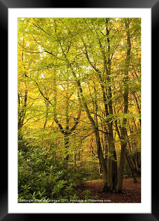 Autumn Woodland Scene III Framed Mounted Print by Natalie Kinnear