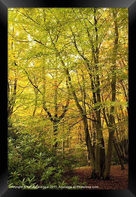 Autumn Woodland Scene III Framed Print by Natalie Kinnear
