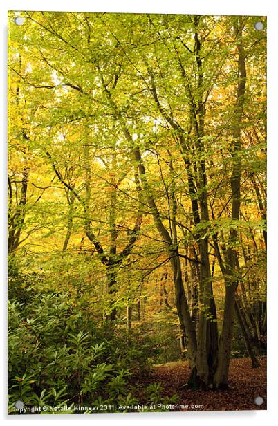 Autumn Woodland Scene III Acrylic by Natalie Kinnear