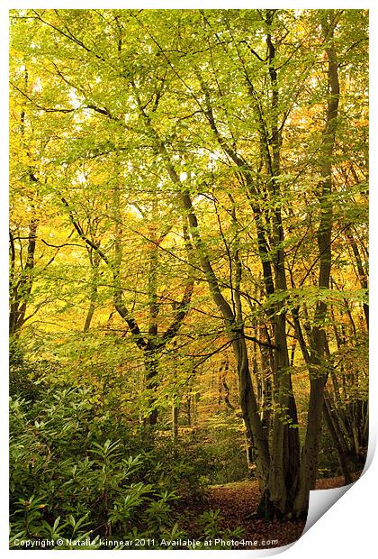 Autumn Woodland Scene III Print by Natalie Kinnear