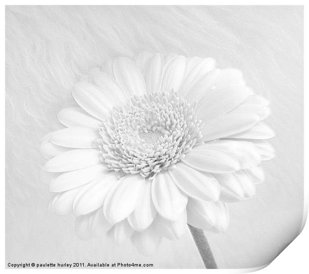 A White Daisy Flower. Print by paulette hurley