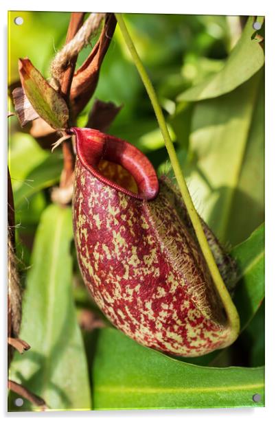 Nepenthes Gymnamphora Tropical Pitcher Plant  Acrylic by Artur Bogacki