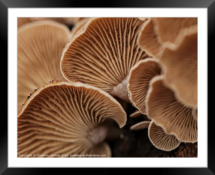 Oyster Mushrooms from Underneath Framed Mounted Print by Christine Kerioak