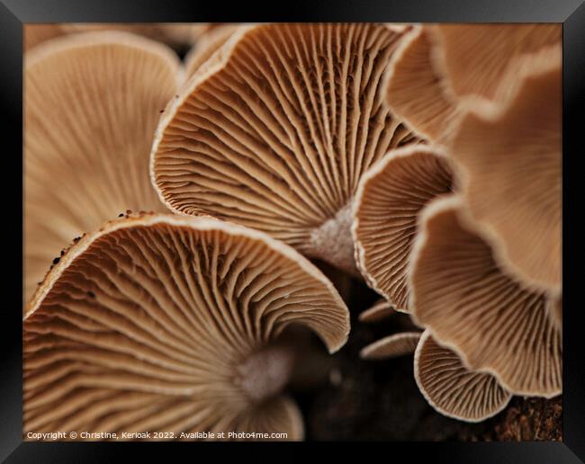 Oyster Mushrooms from Underneath Framed Print by Christine Kerioak
