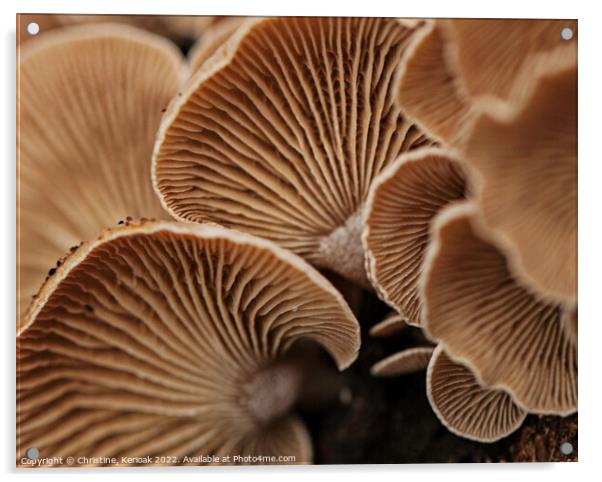 Oyster Mushrooms from Underneath Acrylic by Christine Kerioak