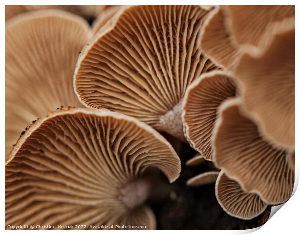 Oyster Mushrooms from Underneath Print by Christine Kerioak