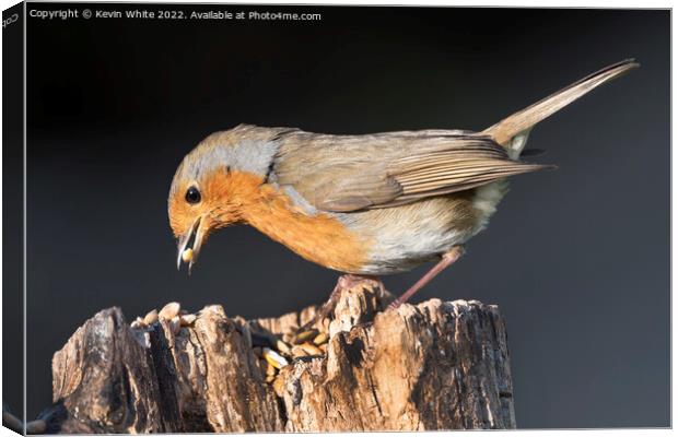 Red Robin enjoying a feast of nuts Canvas Print by Kevin White