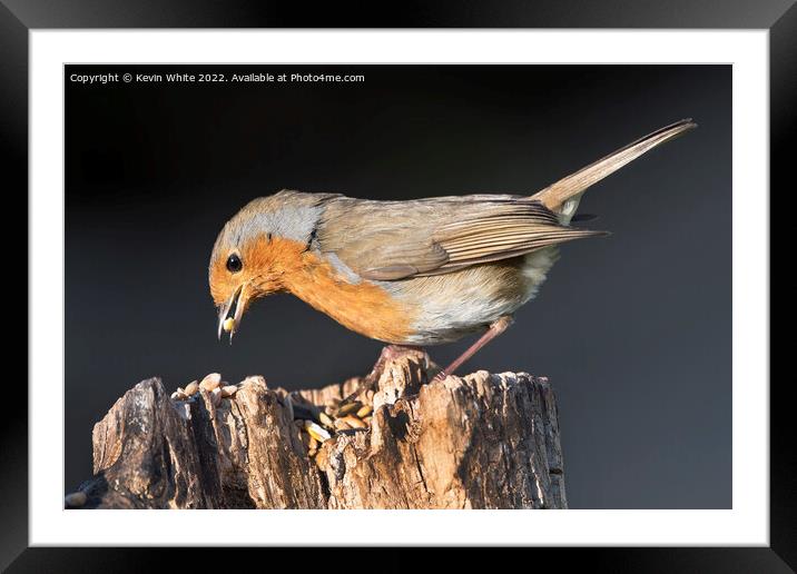 Red Robin enjoying a feast of nuts Framed Mounted Print by Kevin White