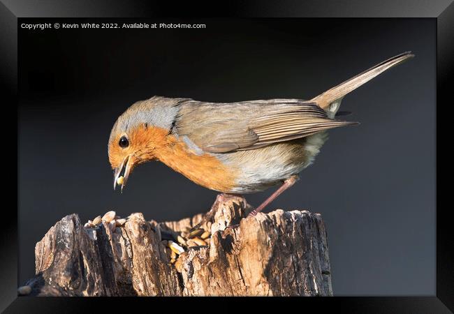 Red Robin enjoying a feast of nuts Framed Print by Kevin White