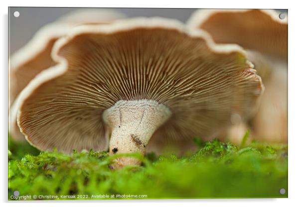 Oyster Mushroom on Moss Acrylic by Christine Kerioak
