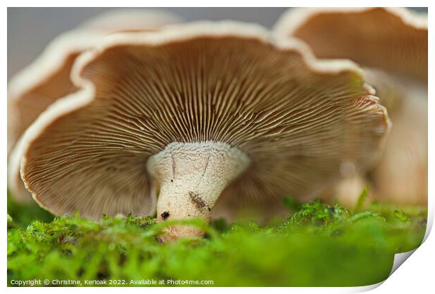 Oyster Mushroom on Moss Print by Christine Kerioak