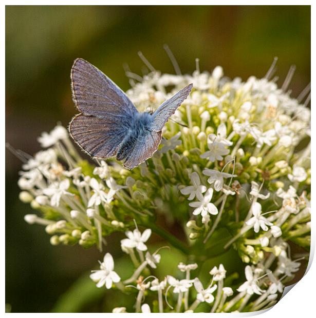 blue Butterfly on white flowers Print by kathy white