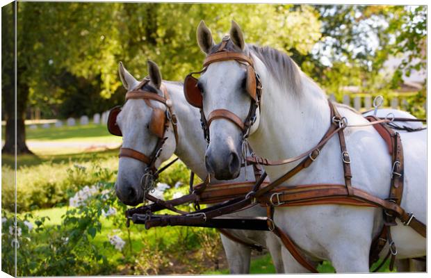 two white horses at a carriage Canvas Print by youri Mahieu