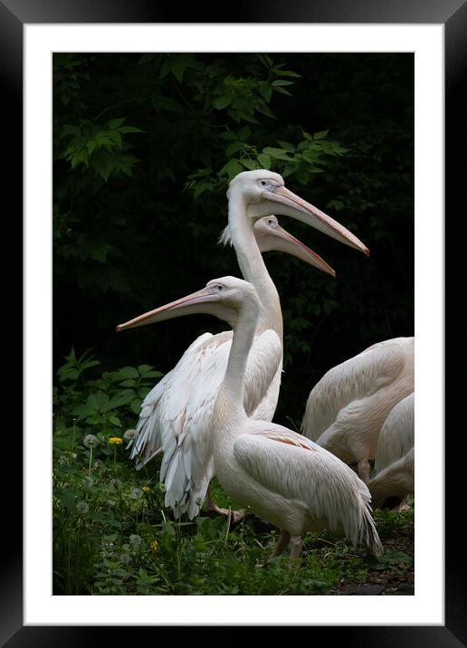 Eastern White Pelican Birds Framed Mounted Print by Artur Bogacki