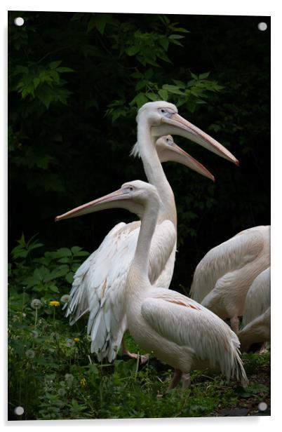 Eastern White Pelican Birds Acrylic by Artur Bogacki