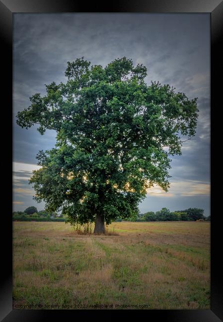 The Majestic Oak Framed Print by Jeremy Sage