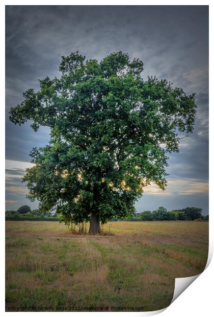 The Majestic Oak Print by Jeremy Sage