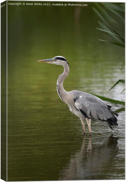 Grey heron resting after flying around Canvas Print by Kevin White
