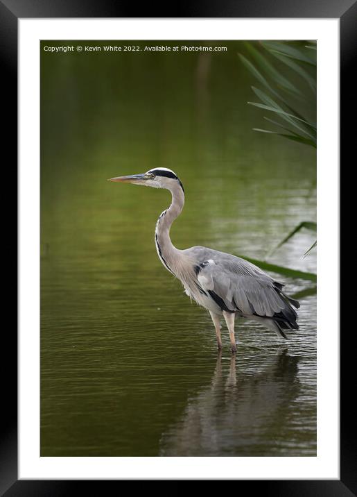 Grey heron resting after flying around Framed Mounted Print by Kevin White