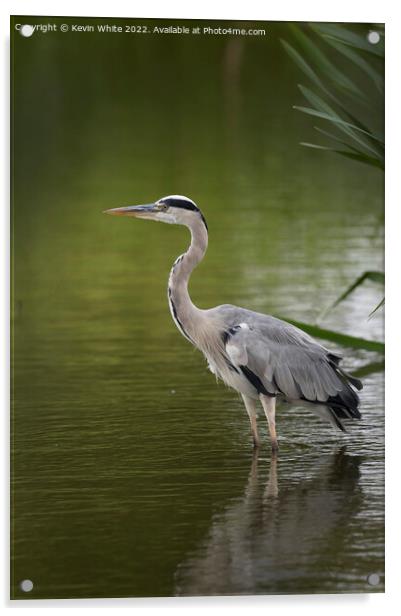 Grey heron resting after flying around Acrylic by Kevin White