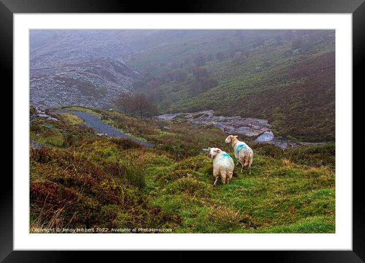 Sheep looking down to Penmachno Quarry, Betws-y-Coed Framed Mounted Print by Jenny Hibbert