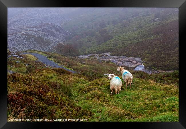 Sheep looking down to Penmachno Quarry, Betws-y-Coed Framed Print by Jenny Hibbert
