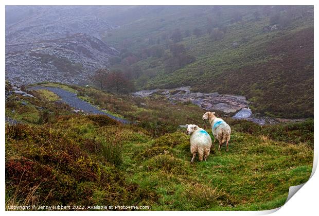 Sheep looking down to Penmachno Quarry, Betws-y-Coed Print by Jenny Hibbert