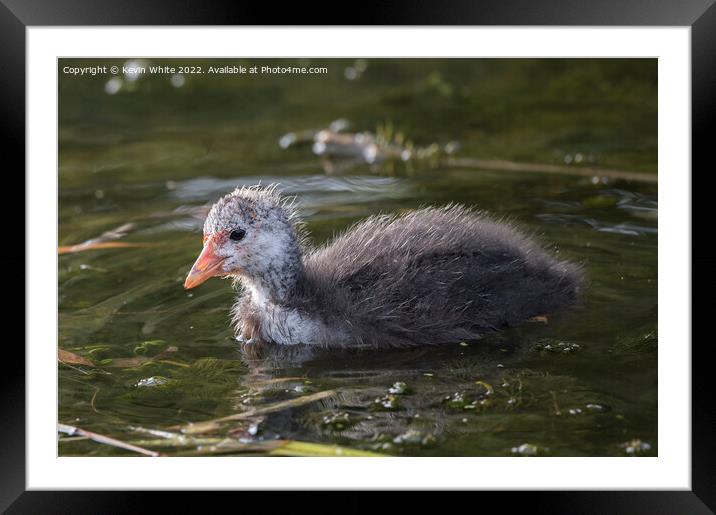 beautifully ugly coot Framed Mounted Print by Kevin White