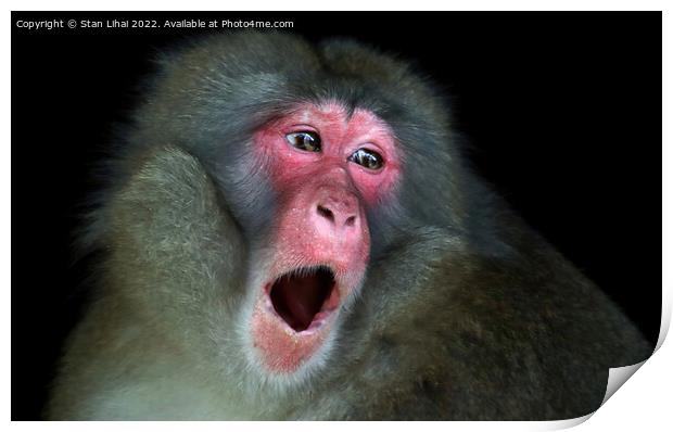 A close up of a monkey Print by Stan Lihai