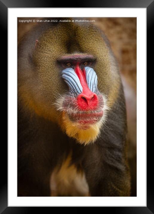 Mandrill monkey Framed Mounted Print by Stan Lihai