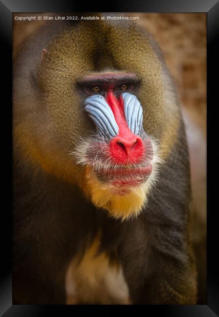 Mandrill monkey Framed Print by Stan Lihai