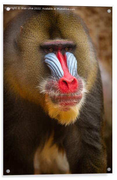 Mandrill monkey Acrylic by Stan Lihai