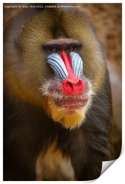Mandrill monkey Print by Stan Lihai