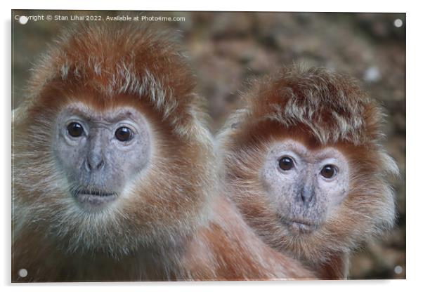 A close up of a monkeys Acrylic by Stan Lihai