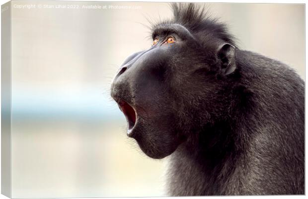 Closeup shot of a baboon  Canvas Print by Stan Lihai