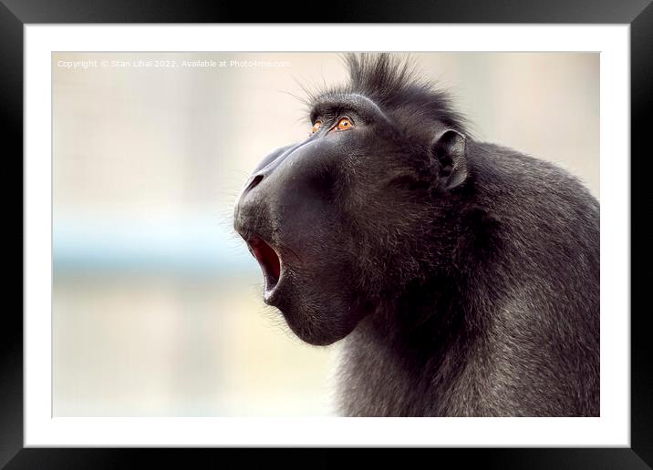 Closeup shot of a baboon  Framed Mounted Print by Stan Lihai