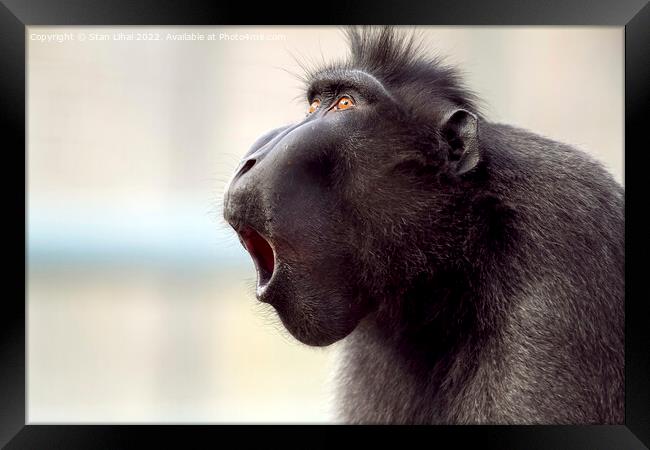 Closeup shot of a baboon  Framed Print by Stan Lihai