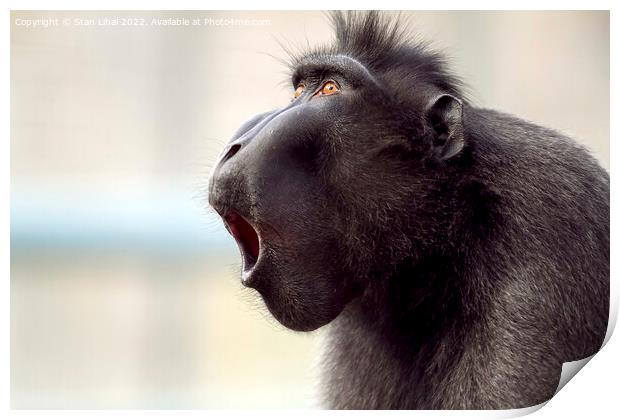 Closeup shot of a baboon  Print by Stan Lihai