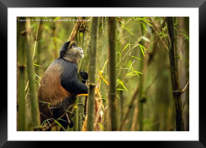 A golden monkey on bamboo Framed Mounted Print by Stan Lihai