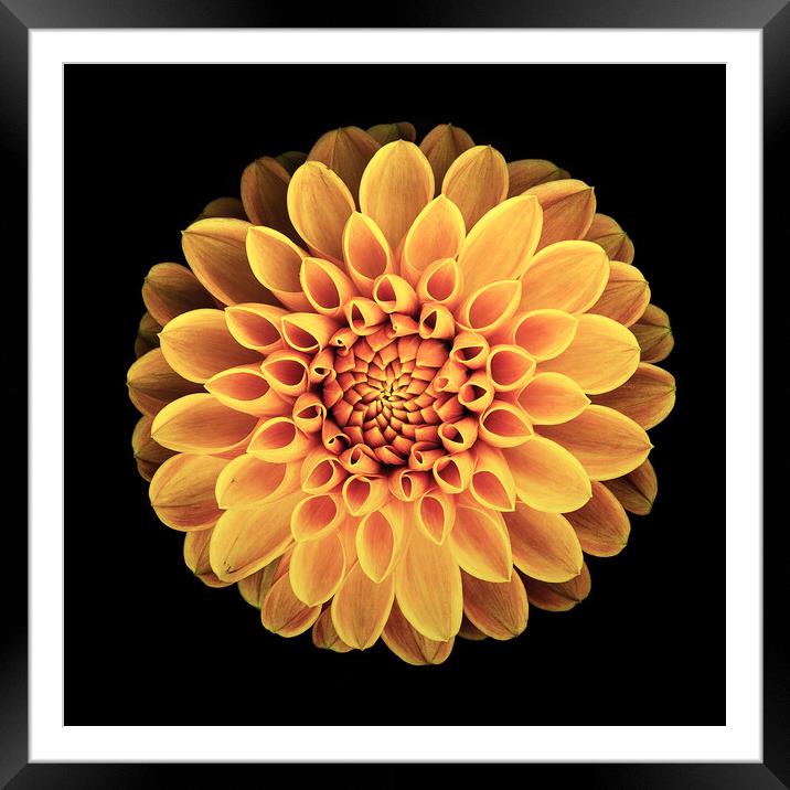 Yellow Dahlia Framed Mounted Print by Martin Williams