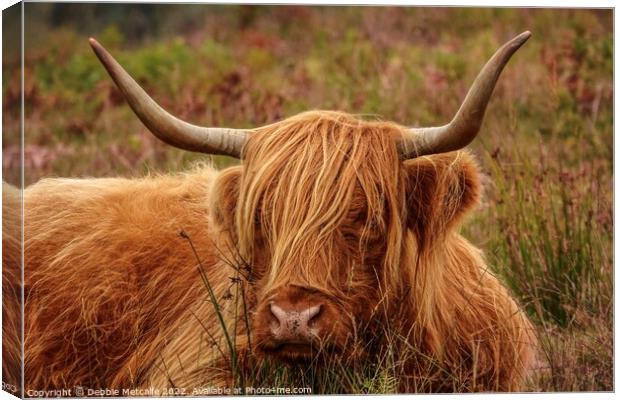 Highland Cow resting Canvas Print by Debbie Metcalfe
