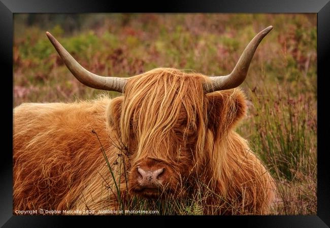 Highland Cow resting Framed Print by Debbie Metcalfe