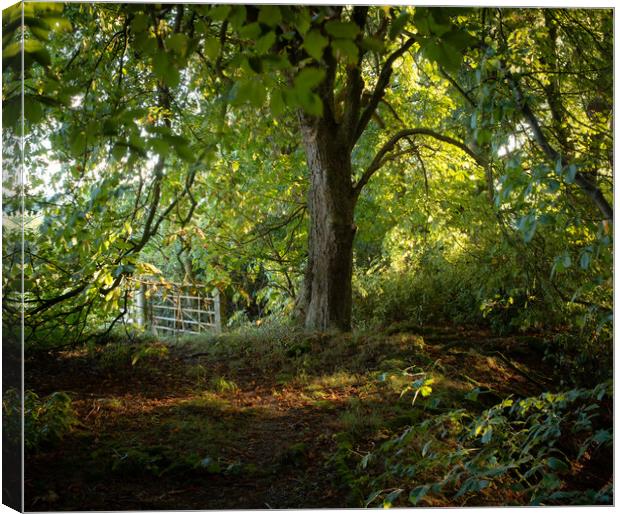 End of summer forest  Canvas Print by christian maltby