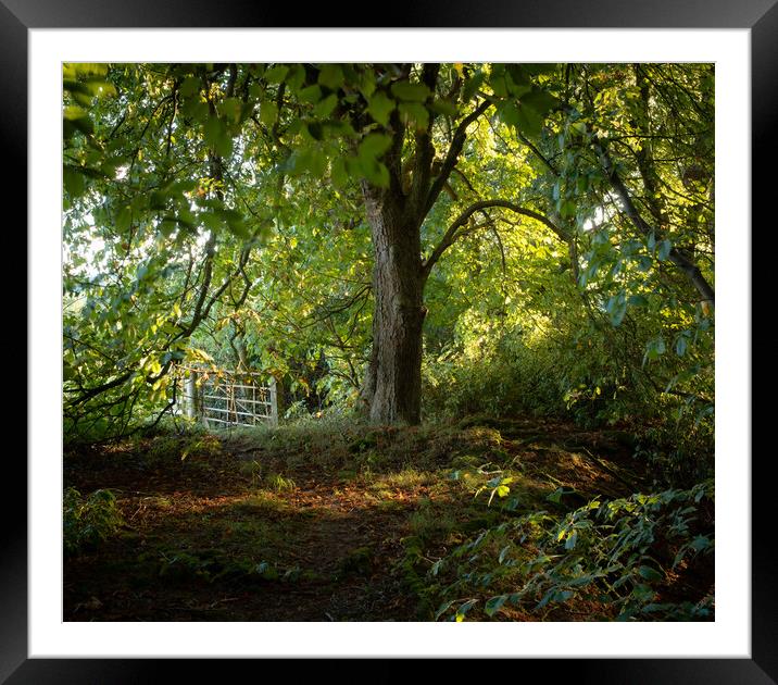 End of summer forest  Framed Mounted Print by christian maltby