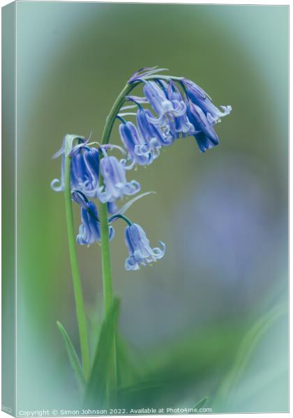 isolated Bluebell Flower Canvas Print by Simon Johnson