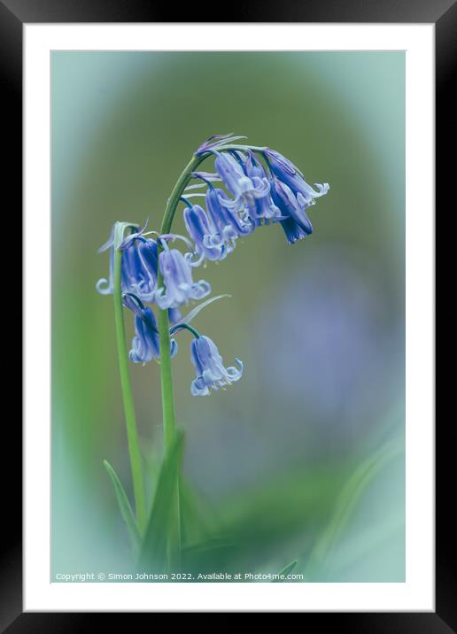 isolated Bluebell Flower Framed Mounted Print by Simon Johnson