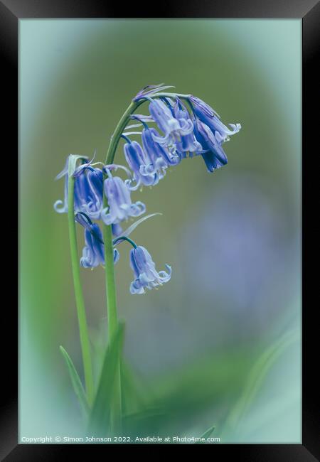 isolated Bluebell Flower Framed Print by Simon Johnson