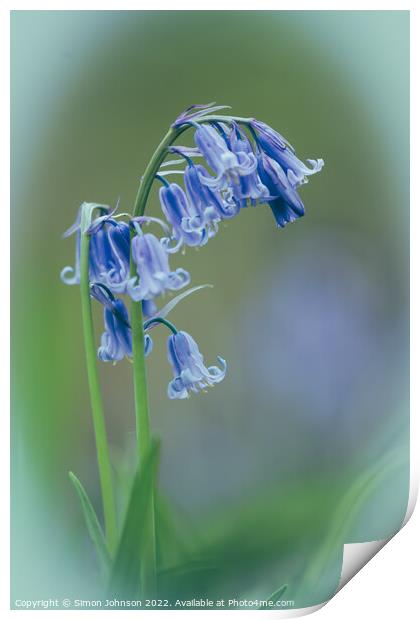 isolated Bluebell Flower Print by Simon Johnson