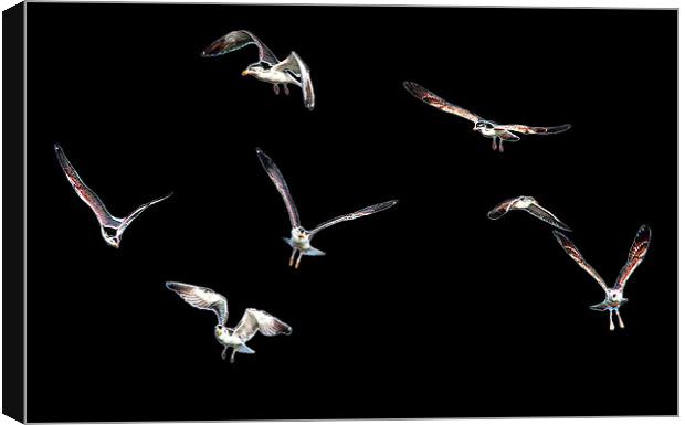 Free as a Bird - Black Canvas Print by Tom Gomez